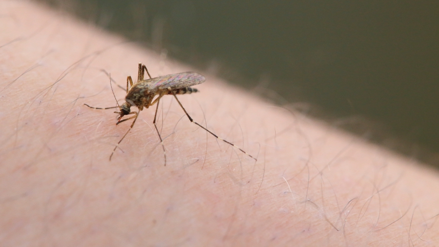 With Mosquito Season Approaching, Central Florida Takes Steps to Combat the Zika Virus