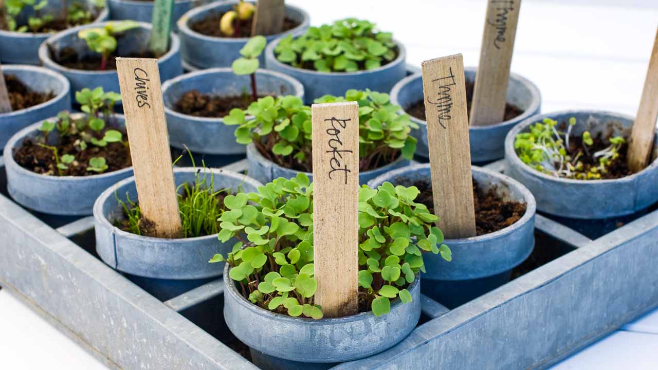 Home Grown: Starting Your Own Garden