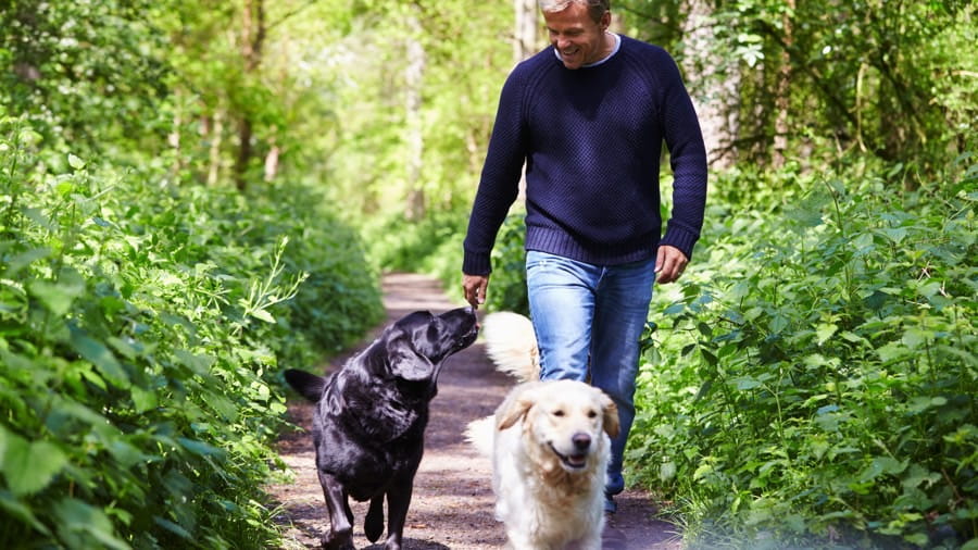 Man enjoying walking his dogs.