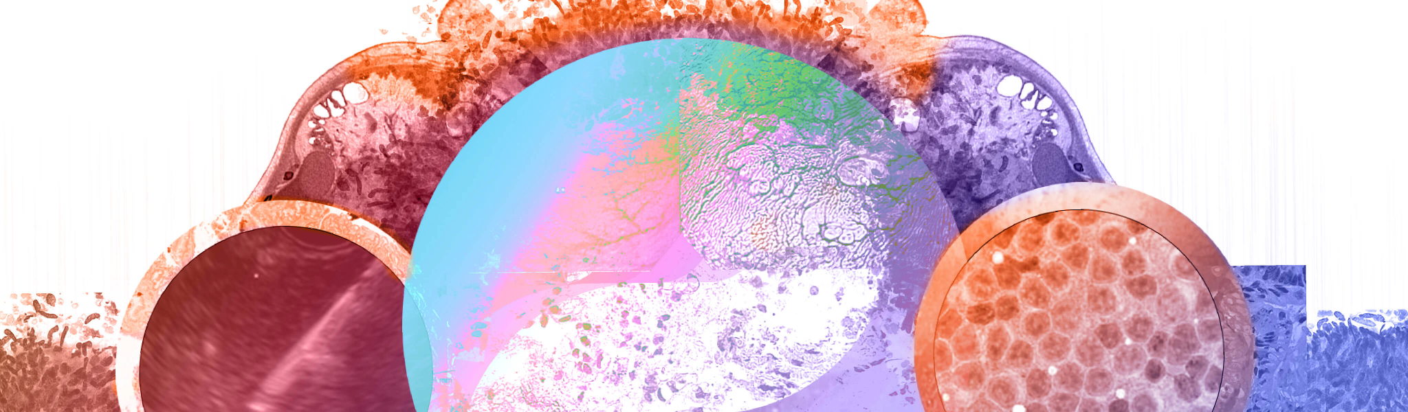FL EUS 2025 Banner - Desktop_2048x600