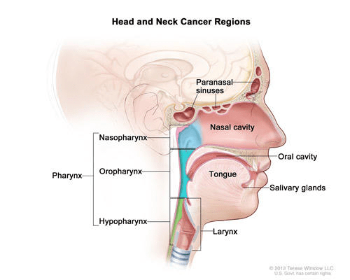 head and neck cancer regions