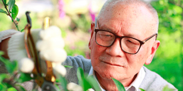 Older gentleman trimming tree outside.